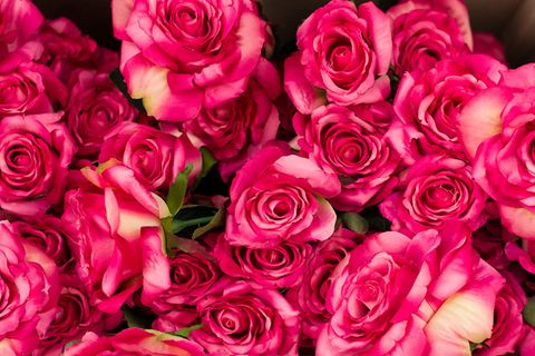 Genetik: Warum Rosen heute nicht mehr duften