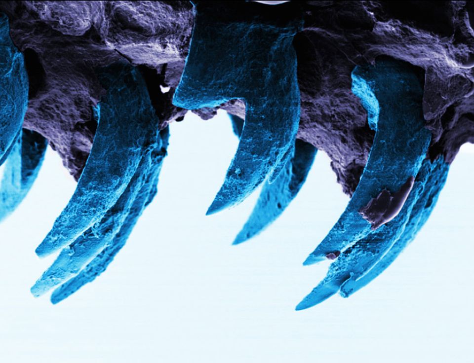Napfschnecke: Was in der mikroskopischen Aufnahme furchterregend aussieht, dient nur dem Abrasieren von Algen