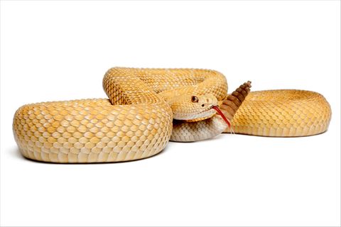 Sensible Schlangen: Bilder aus Wärme