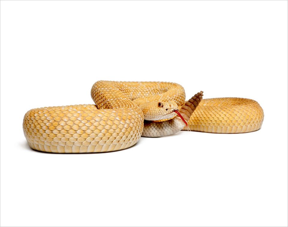 Sensible Schlangen: Erkennt Opfer an deren Temperatur: die Grubenotter