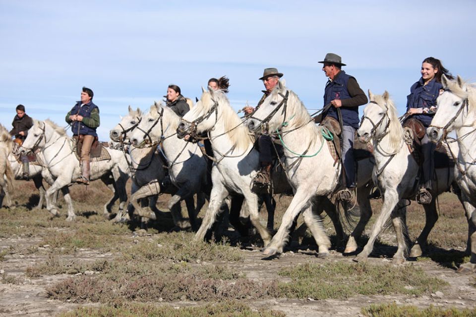Im Süden Frankreichs, in der Nähe der Küstenstadt Saintes Marie de la Mer, liegt die Camargue. Eine wilde und ursprüngliche Natur, Herden weißer Pferde prägen das Bild der Landschaft Im Süden Frankreichs, in der Nähe der Küstenstadt Saintes Marie de la Mer, liegt die Camargue. Eine wilde und ursprüngliche Natur, Herden weißer Pferde prägen das Bild der Landschaft