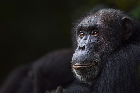 Musik und Evolution: Taktvoller Schimpanse