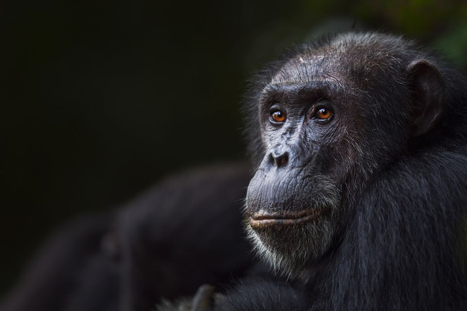 Musik und Evolution: Nicht nur schlau, sondern auch musikalisch: der Schimpanse