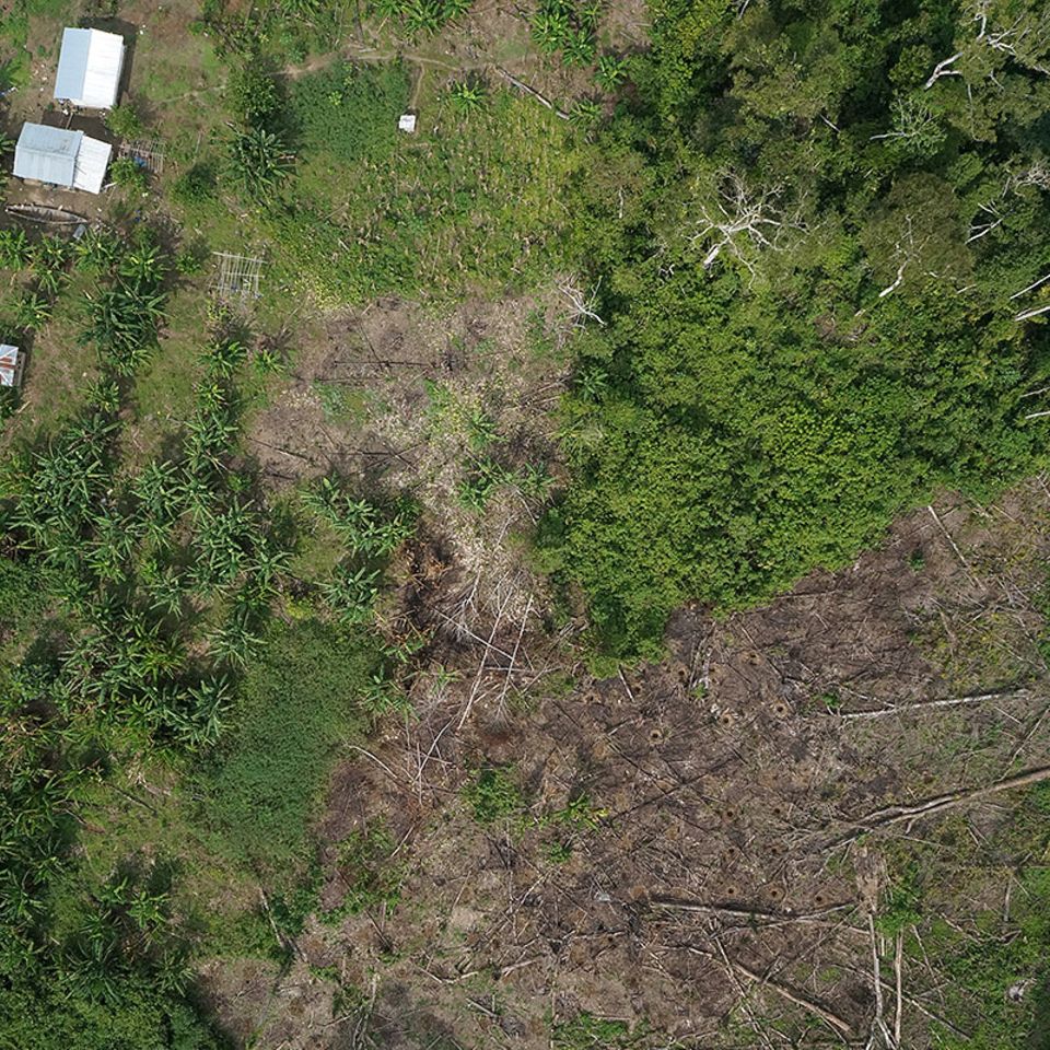 Peru: Mit selbstgebauten Drohnen gegen illegale Holzfäller