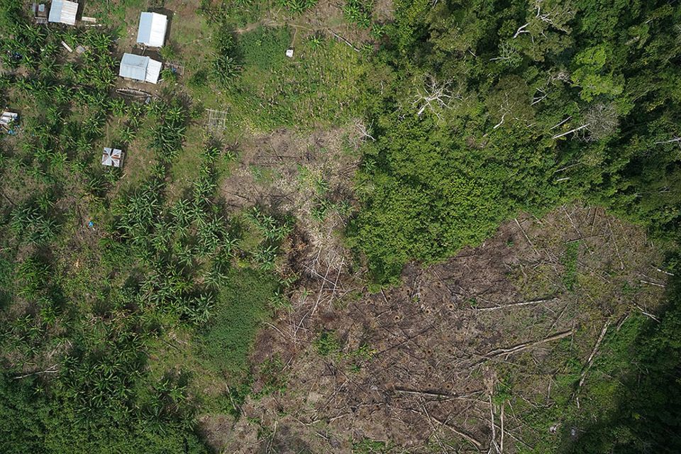 Peru: Illegale Abholzung im Amazones-Regewald: Diese Bäume mussten einer Mine weichen