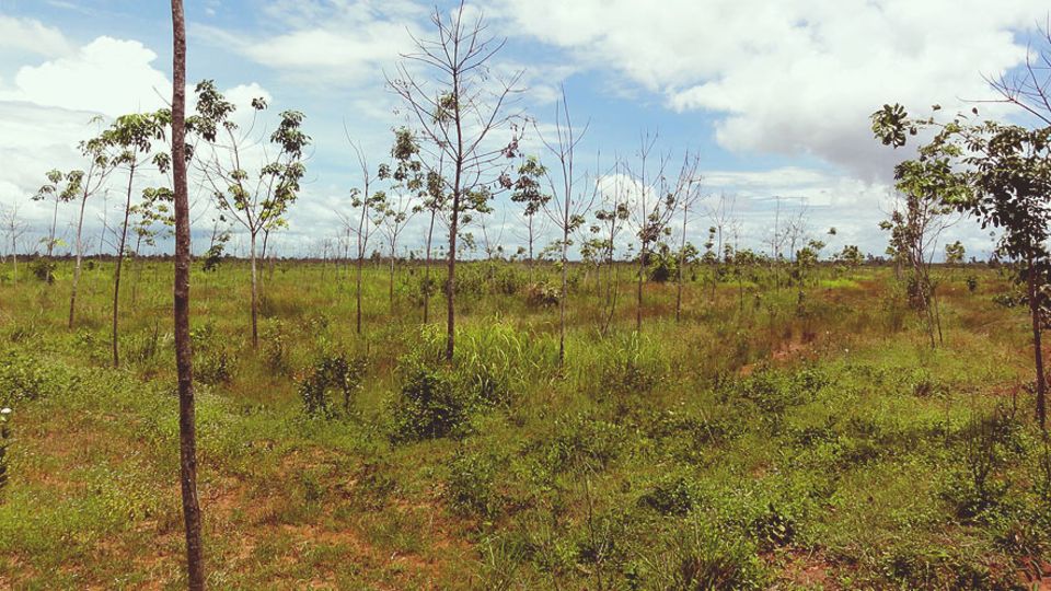 Kautschuk-Boom: Eine kümmerliche Kautschukplantage im Süden von Laos, die keine Gewinne erzielt. Die Bäume sind hier regelmäßig langer Trockenheit ausgesetzt Kautschuk-Boom: Eine kümmerliche Kautschukplantage im Süden von Laos, die keine Gewinne erzielt. Die Bäume sind hier regelmäßig langer Trockenheit ausgesetzt