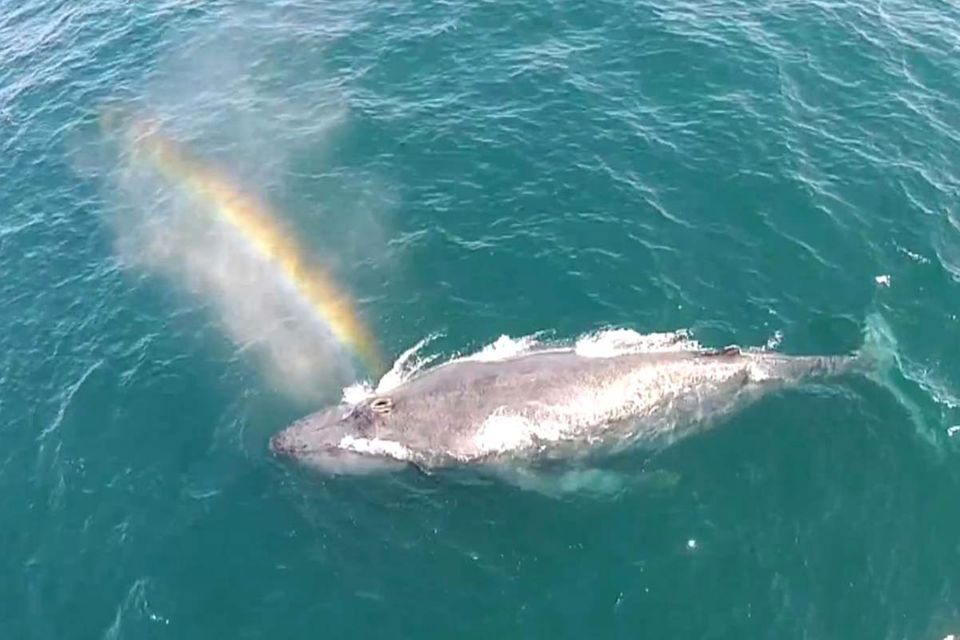 Kalifornien: Buckelwal sprüht Regenbogen