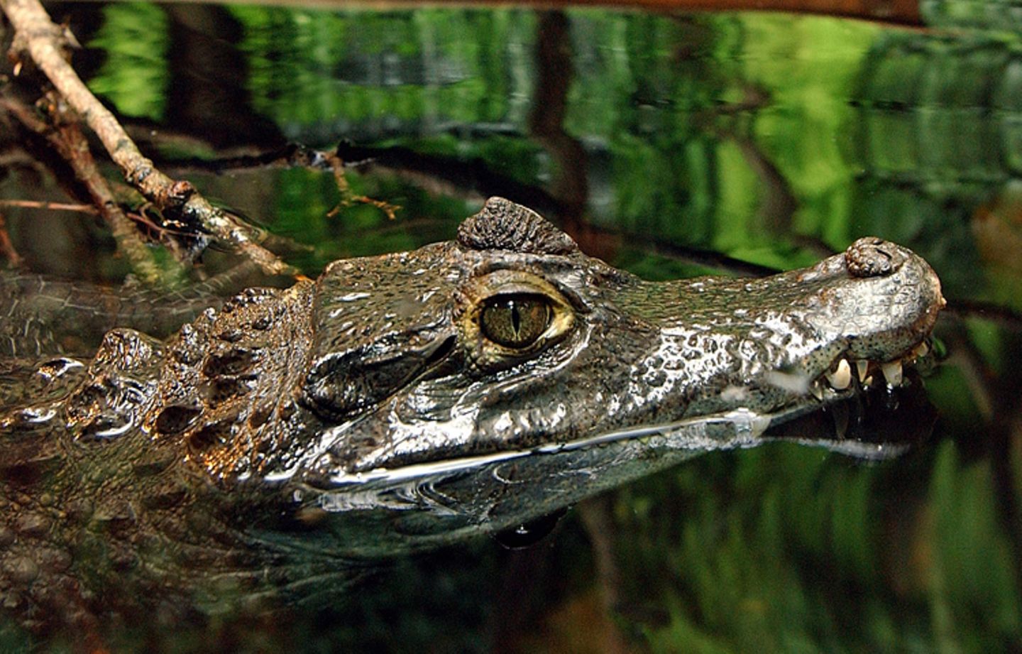 Tierlexikon: Krokodile locken ihre Beute, zum Beispiel Vögel während der Brutzeit, bewusst an indem sie sich Holz auf die Schnauze laden