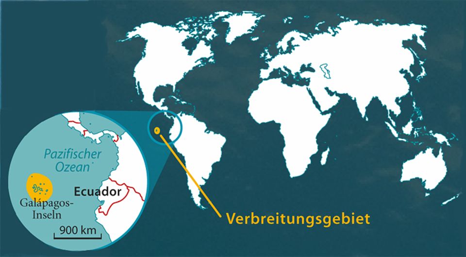 Tierlexikon: Etwa 50.000 Galapagos-Seelöwen leben auf und um die Galapagos-Inseln Tierlexikon: Etwa 50.000 Galapagos-Seelöwen leben auf und um die Galapagos-Inseln