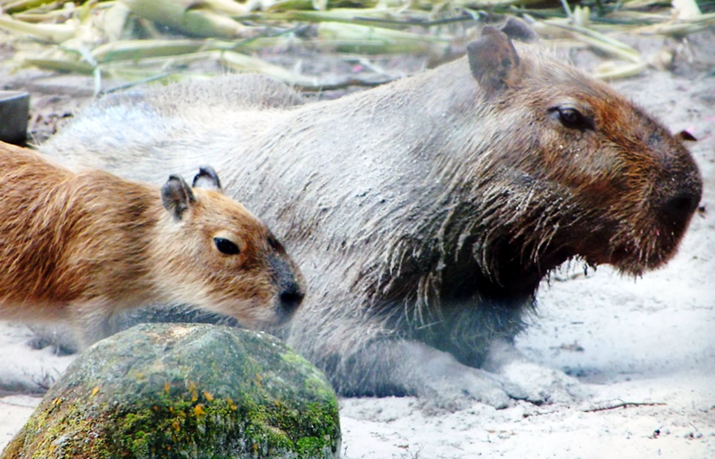 Tierlexikon: Wasserschweine fühlen sich am wohlsten an Flüssen, Seen und Sümpfen