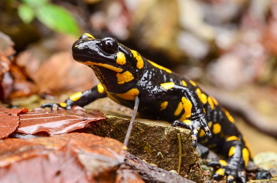 Feuersalamander: Infos Im Tierlexikon - [GEOLINO]