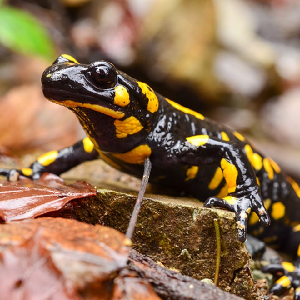 Tierlexikon: Reptilien und Amphibien