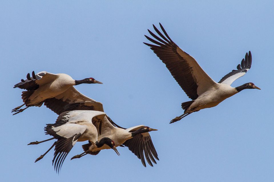 Jedes Jahr im Oktober fliegen die Kraniche in großer Zahl zur Überwinterung ins Phobjikha-Tal ein Jedes Jahr im Oktober fliegen die Kraniche in großer Zahl zur Überwinterung ins Phobjikha-Tal ein