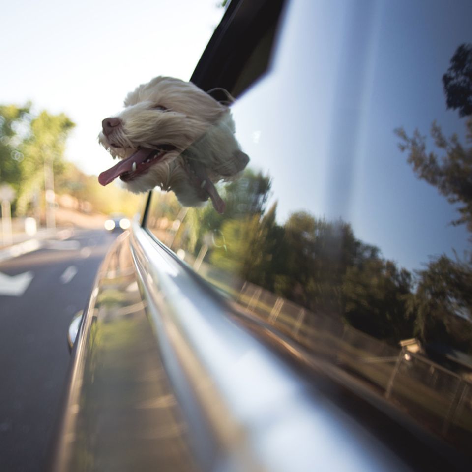 Tipps und Tricks: Wenn Haustiere reisen