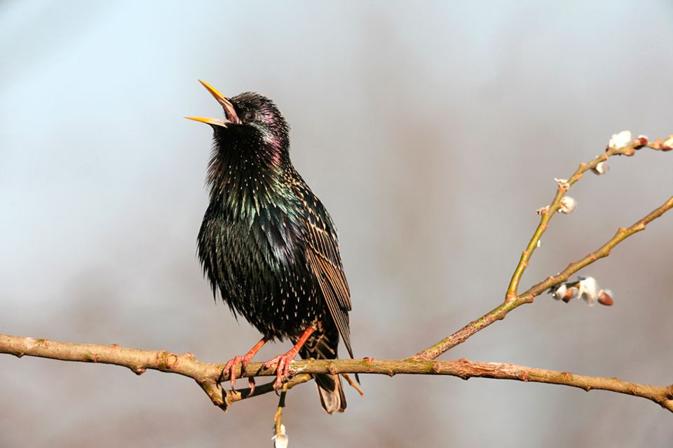 Fremder Alarm: Fremder Alarm: Von den Warnsignalen von Vögeln profitieren auch andere Tiere