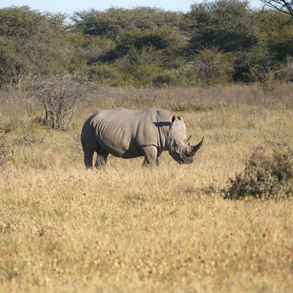 Südafrika: Tierschützer rüsten Nashörner mit Alarmsytem aus