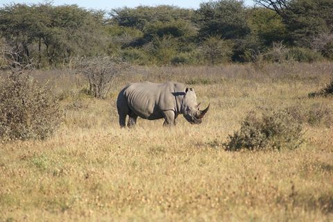 Südafrika: Tierschützer rüsten Nashörner mit Alarmsytem aus