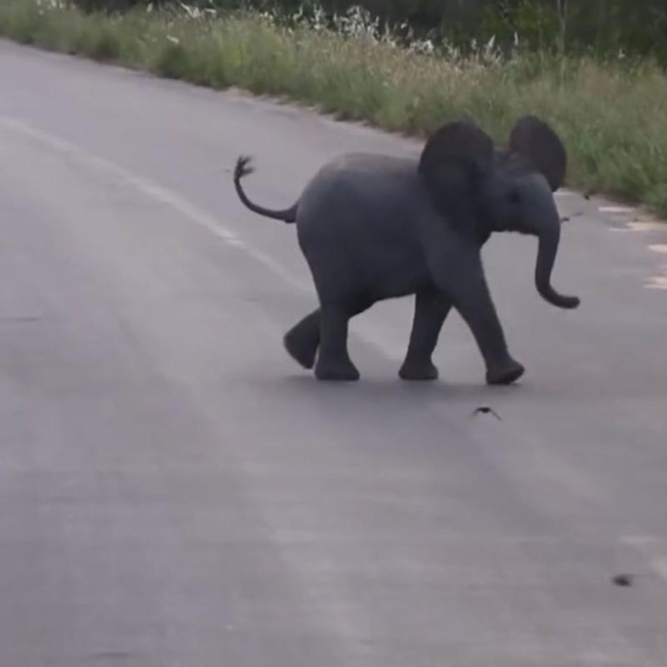 Video: Babyelefant jagt Vögeln nach
