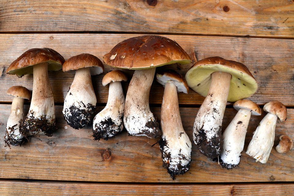 Wie wir Pilze nutzen: Tausendsassa aus dem Untergrund