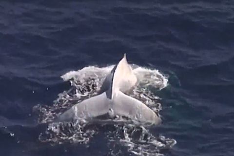 Prominenter Buckelwal: Weißer Wal vor Australiens Küste aufgetaucht