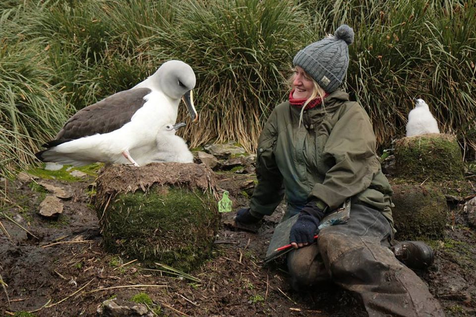 Die kleine Insel Bird Island nahe der Abtarktis ist ein Paradies für Hundertausende Seevögel. Nur wenige Menschen dürfen die Insel betreten. Einer von ihnen – die Biologin Lucy Quinn Die kleine Insel Bird Island nahe der Abtarktis ist ein Paradies für Hundertausende Seevögel. Nur wenige Menschen dürfen die Insel betreten. Einer von ihnen – die Biologin Lucy Quinn