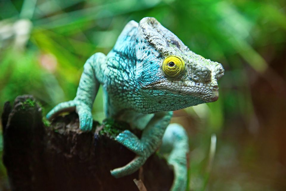 Ist Ein Chamäleon Ein Reptil www.geo.de