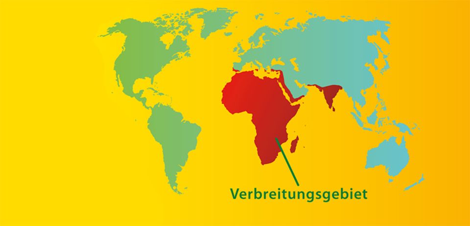 Tierlexikon: Chamäleons leben hauptsächlich in Afrika Tierlexikon: Chamäleons leben hauptsächlich in Afrika