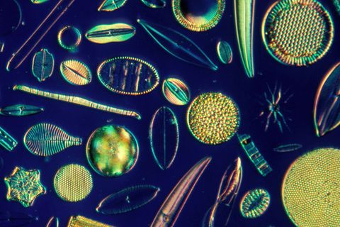 Meeresforschung: Plankton, ein Mega-Lebewesen?