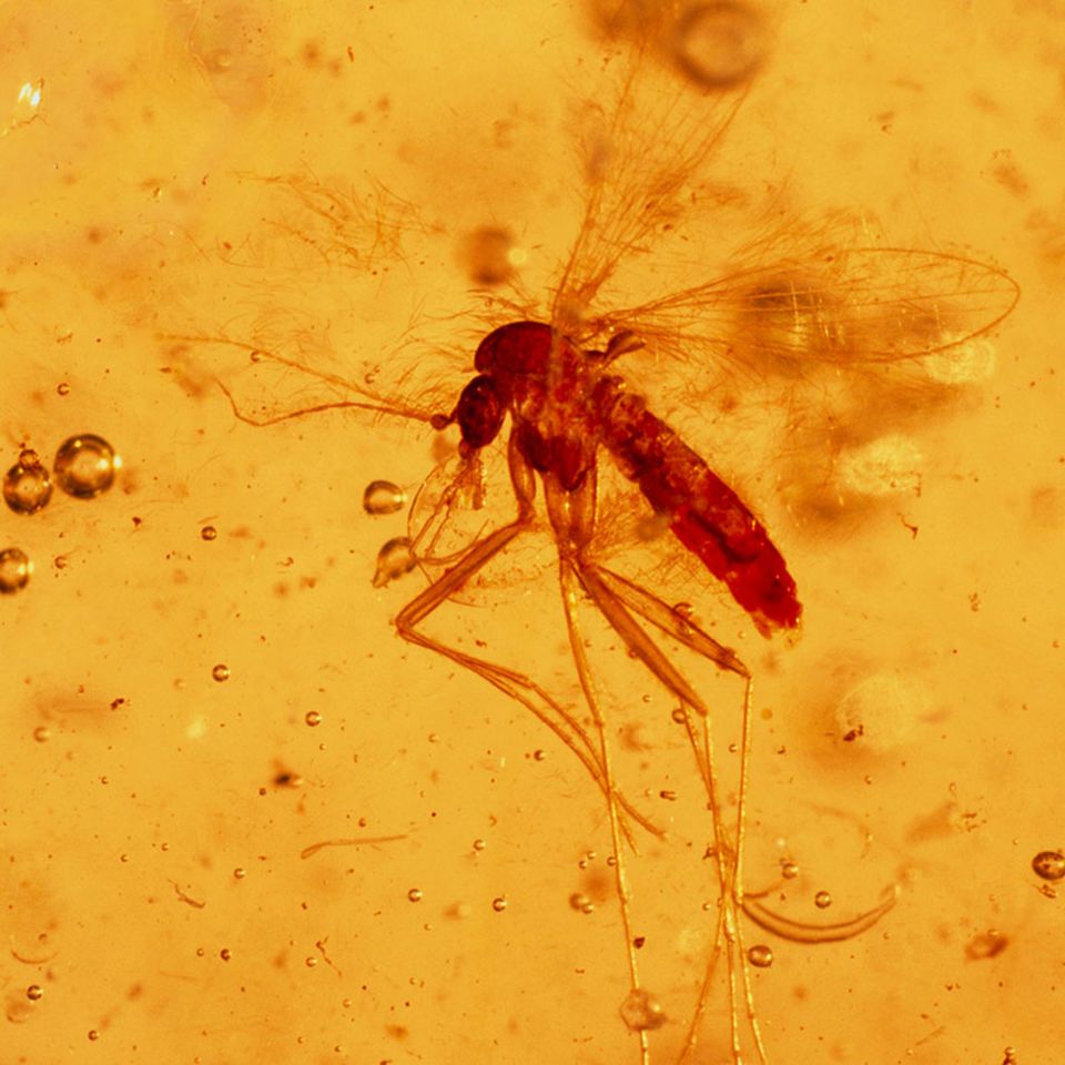 Gentechnik: Wann werden wir Dinosaurier klonen?