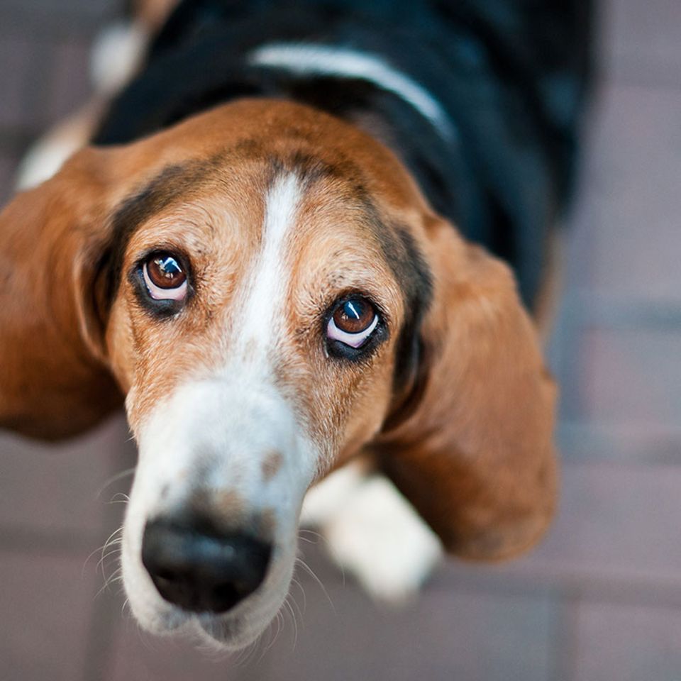 Wirkungsvoller Hundeblick: Warum können wir treuen Hundeaugen nicht widerstehen?