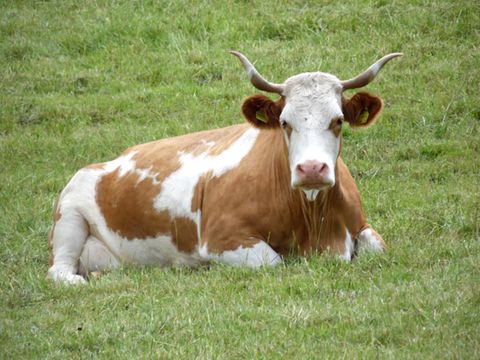 Rind: Infos im Tierlexikon - [GEOLINO]