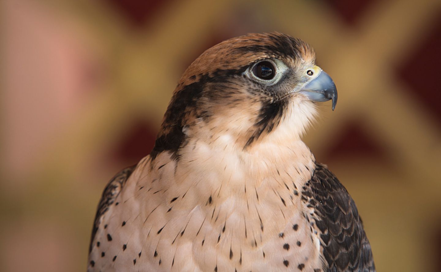 Tierlexikon: In den Vereinigten Arabischen Emiraten werden Wanderfalken verehrt