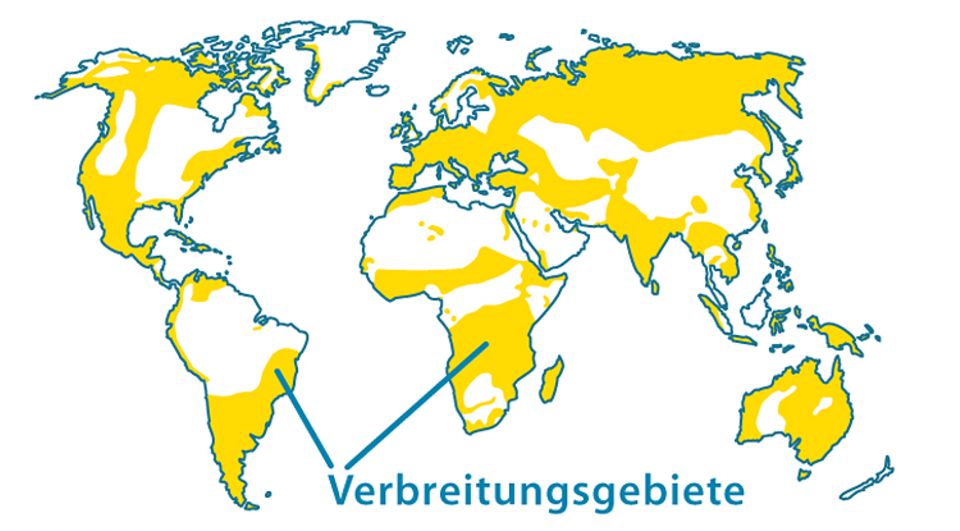 Tierlexikon: Der Wanderfalke lebt auf der ganzen Welt Tierlexikon: Der Wanderfalke lebt auf der ganzen Welt