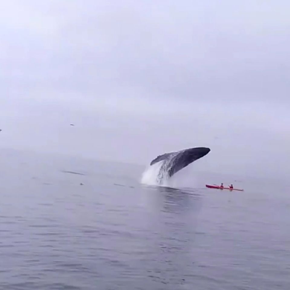 Walsafari: Irres Video: Wal versenkt Kajak