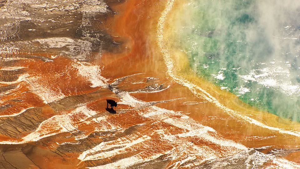 Innsbruck Nature Film Festival: Oliver Goetzls Film "Yelllowstone" ist einer der Festival-Teilnehmer in der Kategorie Documentaries Nature Innsbruck Nature Film Festival: Oliver Goetzls Film "Yelllowstone" ist einer der Festival-Teilnehmer in der Kategorie Documentaries Nature