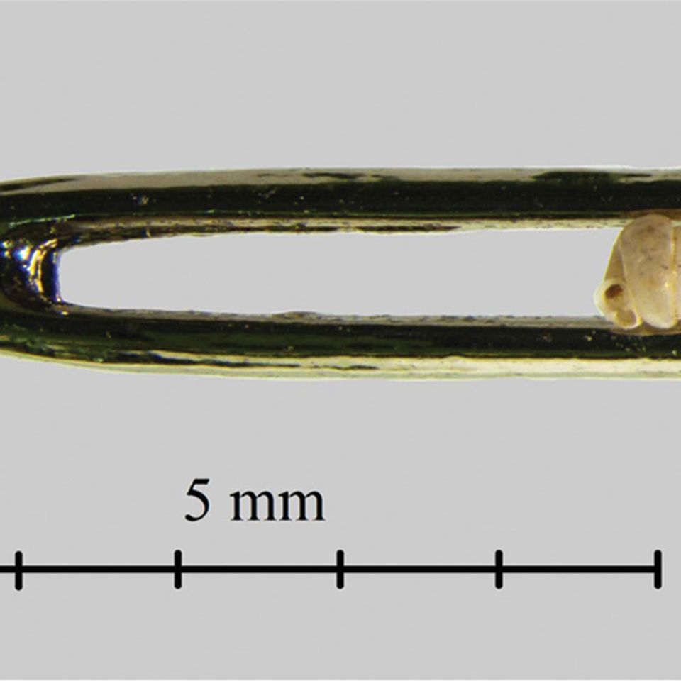 Schnecken: Gewundener Miniatur-Rekord