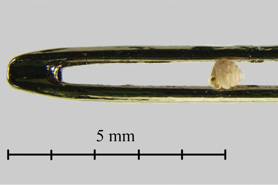 Schnecken: Gewundener Miniatur-Rekord