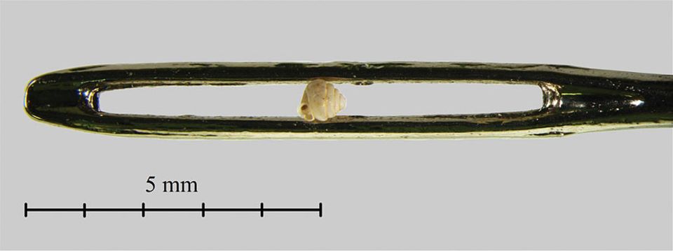 Schnecken: Kein Kamel, aber immerhin eine Schnecke, die durch ein Nadelöhr geht: Angustopila dominikae misst weniger als einen Millimeter