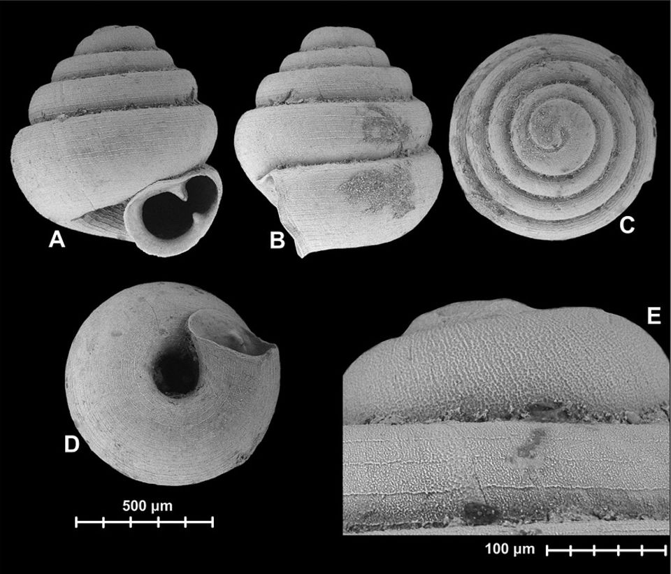 Schnecken: Erst unter dem Mikroskop offenbart Angustopila dominikae ihre filigrane Schönheit