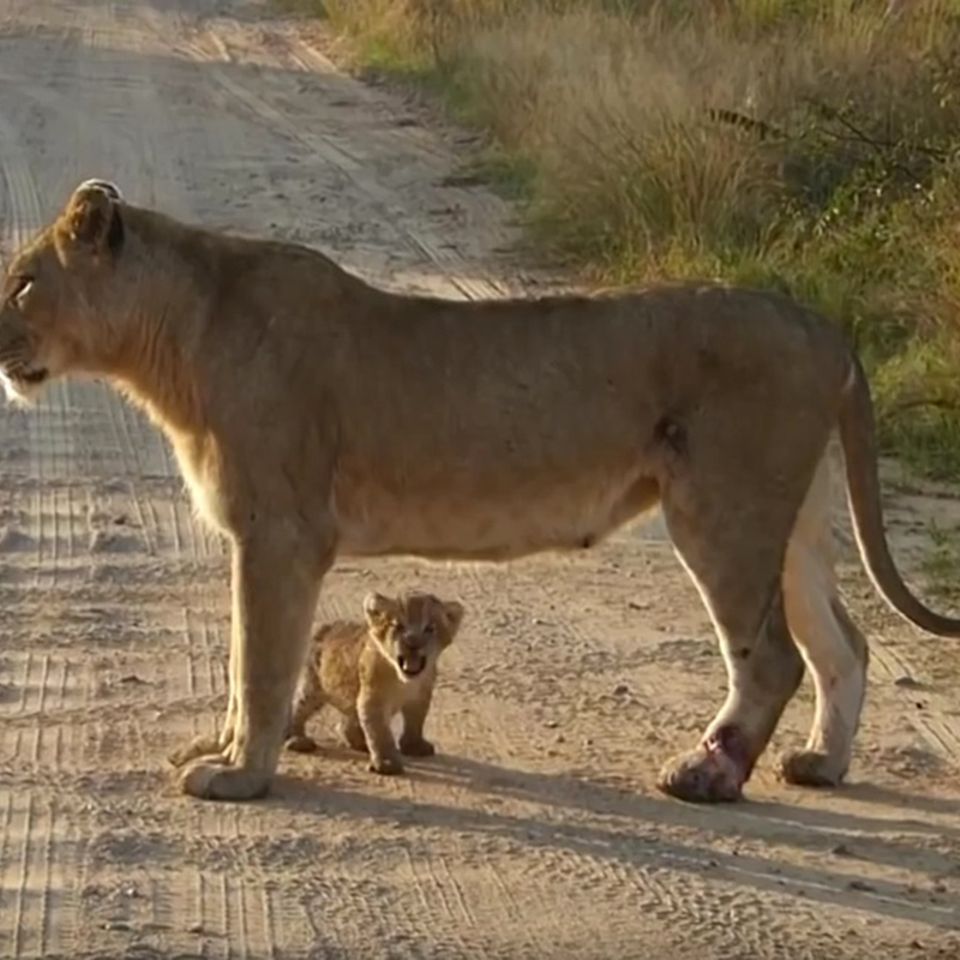 Krüger-Nationalpark: Wenn sich ein Baby-Löwe im Brüllen versucht