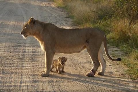 Krüger-Nationalpark: Wenn sich ein Baby-Löwe im Brüllen versucht