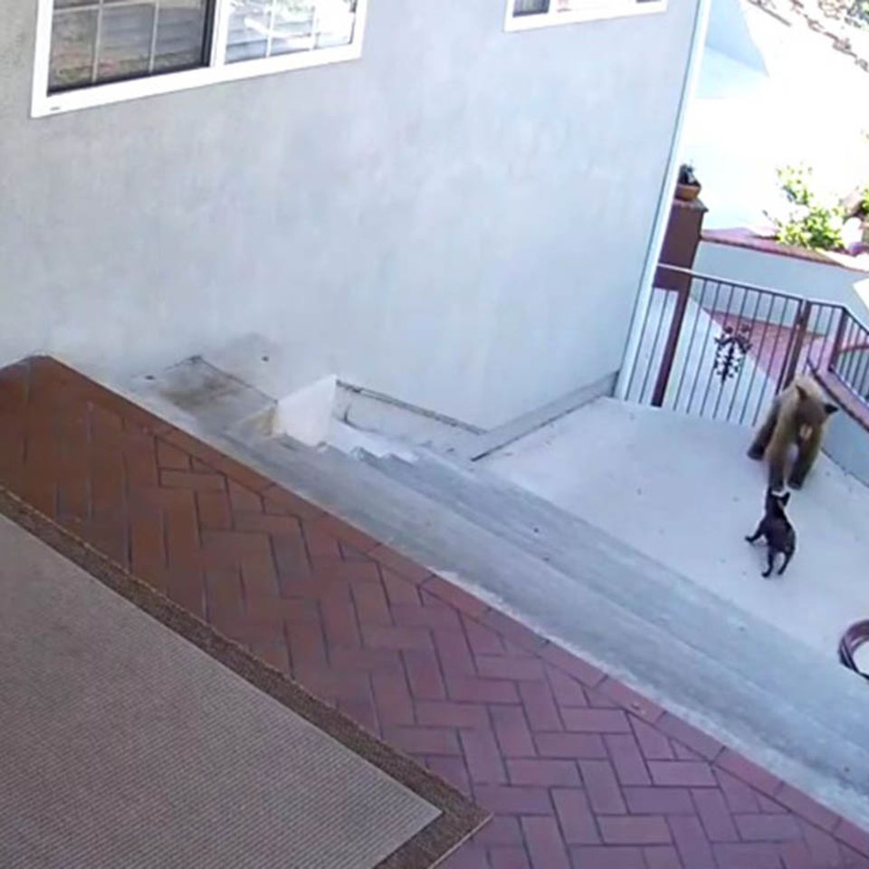 Video: Mutiger Hund schlägt zwei Bären in die Flucht