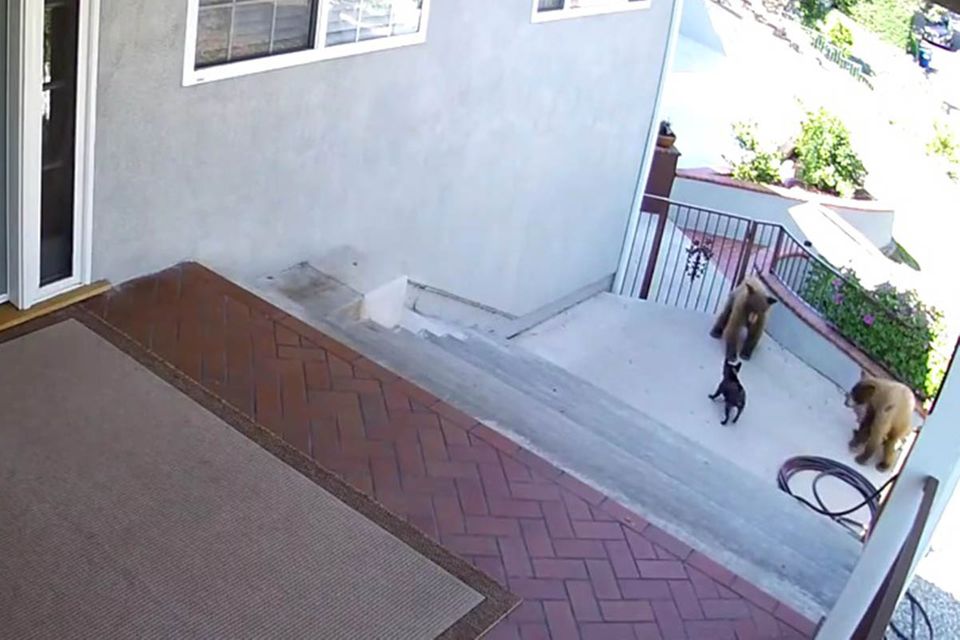 Video: Mutiger Hund schlägt zwei Bären in die Flucht