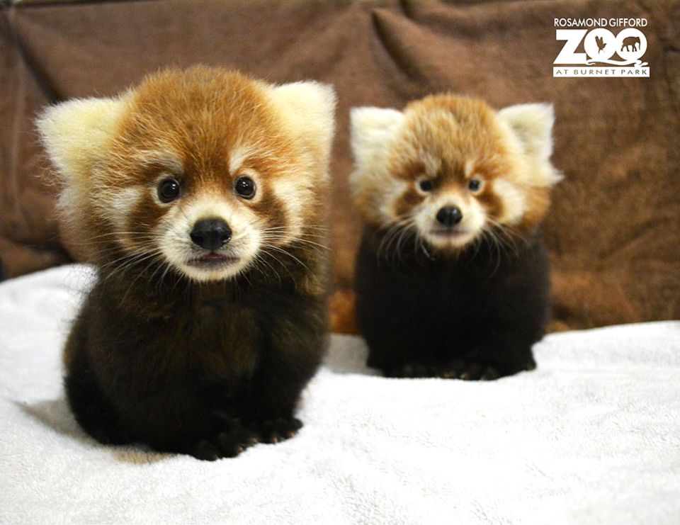 Bedrohte Arten: Pumori und Rohan heißen die beiden Roten Pandas, die im Zoo von Syracuse, New York geboren wurden. Die Babys kommen blind zur Welt und öffnen erst nach etwa drei Wochen die Augen