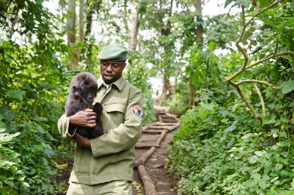 Ranger Christian Shamavu mit einem Gorillababy