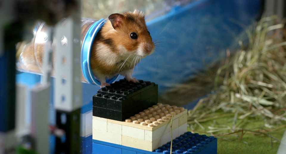 Kino: Der schlaue und flinke Hamster Raffi erlebt ein großes Abenteuer Kino: Der schlaue und flinke Hamster Raffi erlebt ein großes Abenteuer