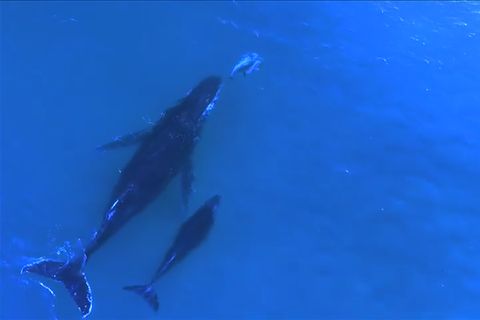 Video: Delfine und Wale schwimmen zusammen