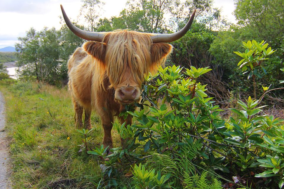 Knoydart in Schottland: Auch Schottische Hochlandrinder kreuzen den Weg. Sie gelten als gutmütig und robust Knoydart in Schottland: Auch Schottische Hochlandrinder kreuzen den Weg. Sie gelten als gutmütig und robust