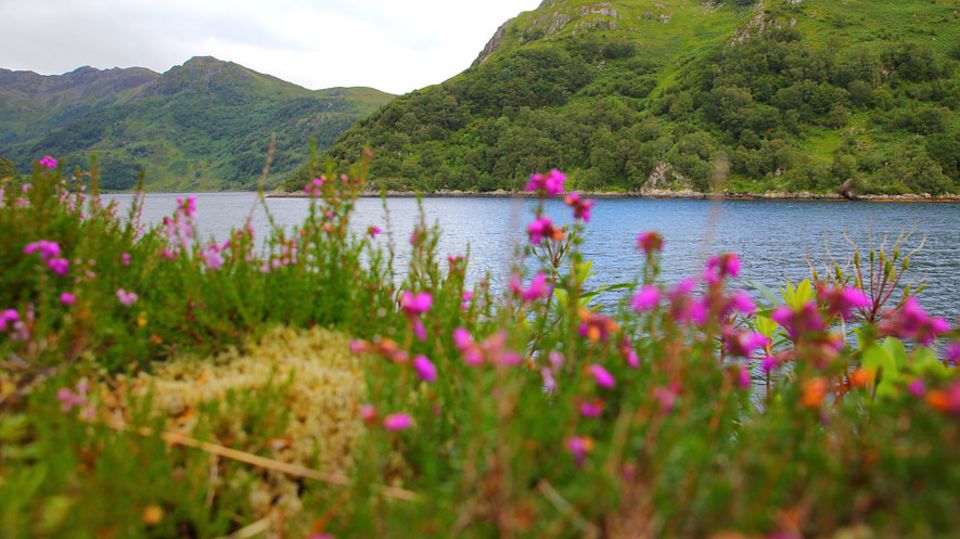 Knoydart in Schottland: Schottische Farbtupfer am Loch Hourn Knoydart in Schottland: Schottische Farbtupfer am Loch Hourn