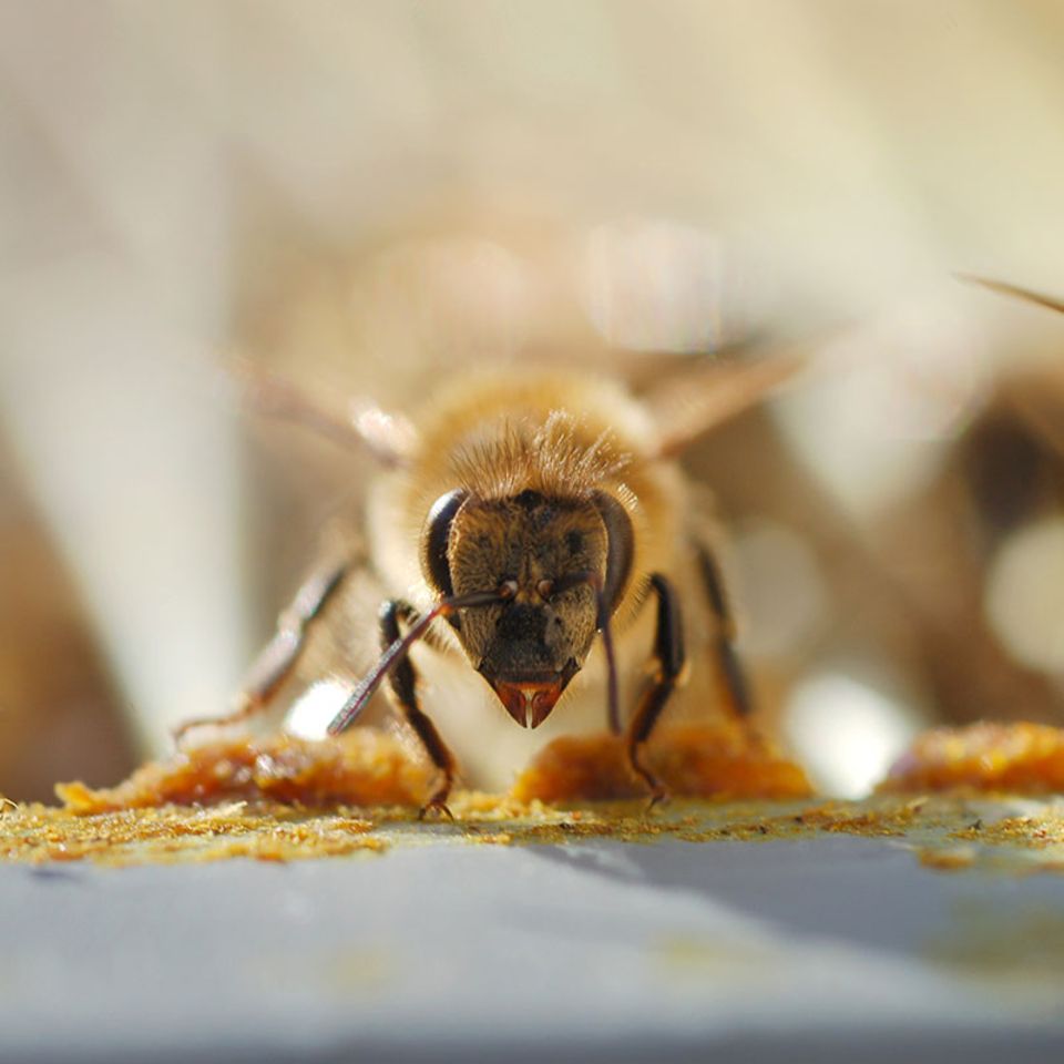 Pestizide: Bienensterben: Comeback der Neonicotinoide?
